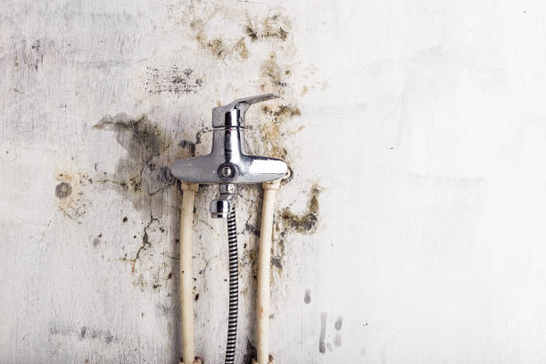 Best Mold Removal Company Near Me  in Pickerington, OH