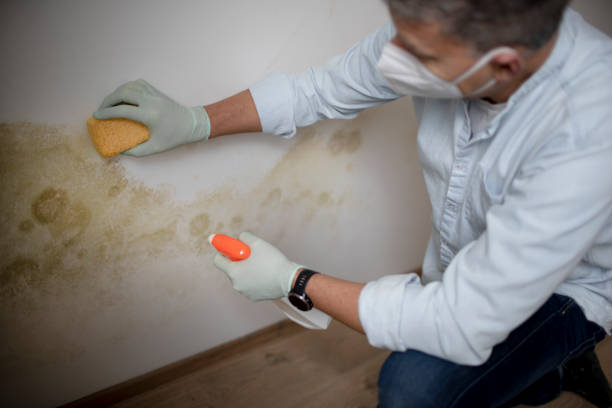Best Certified Mold Removal  in Pickerington, OH