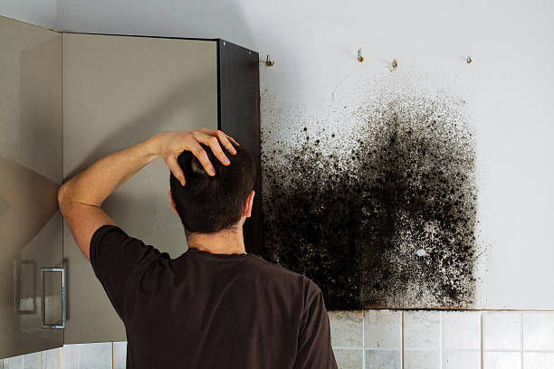 Best Same-Day Mold Removal  in Pickerington, OH